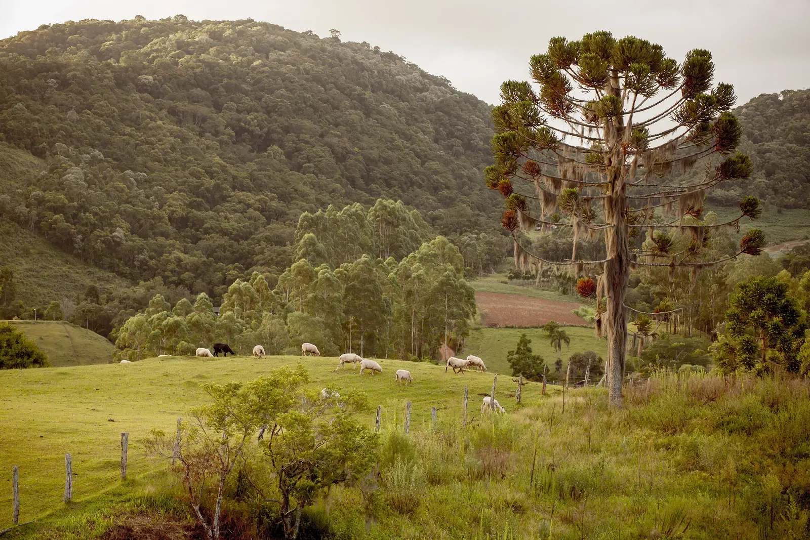 Araucária solitária num campo com ovelhas pastando e morros cobertos de mata ao fundo, no interior de Lages