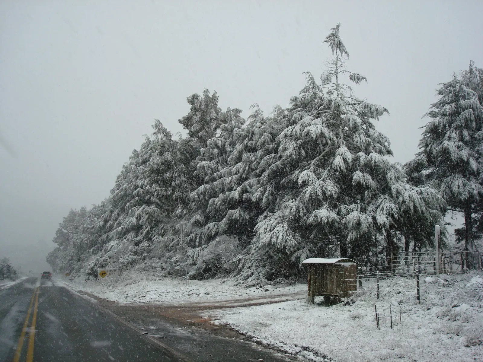 Campo e araucárias cobertos de neve no alto da Serra do Rio do Rastro, sob céu cinza