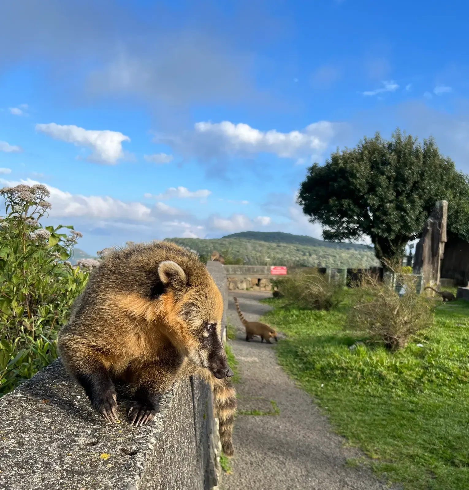 Quati de pelagem marrom em cima da mureta do mirante, com outro quati andando na calçada ao fundo