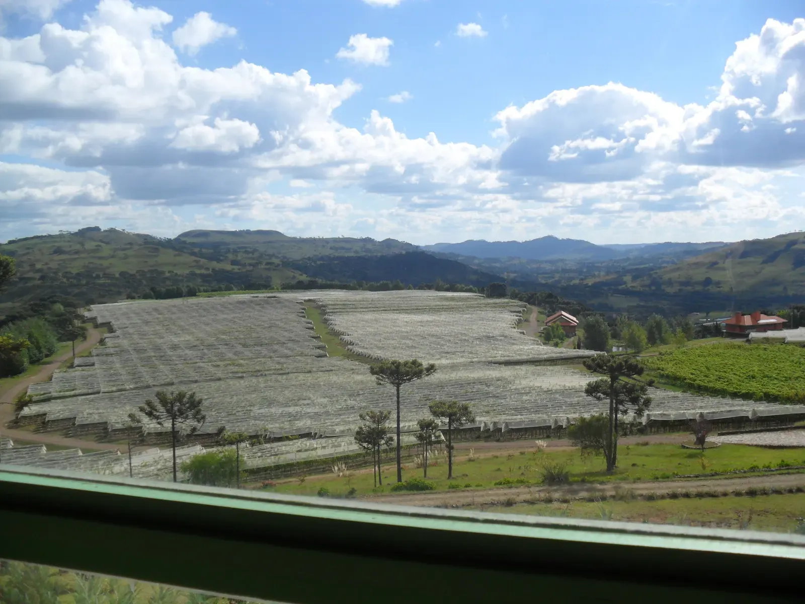 Vista dos vinhedos da Villa Francioni cobertos por tela, com araucárias e a serra ao fundo